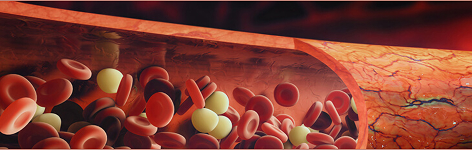 Blutzellen, die durch eine Vene strömen. Unter ihnen: die Thrombozyten.