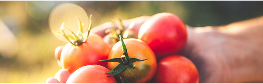 Der Gärtner hält Tomaten, die sehr gesund sind, in der Hand.