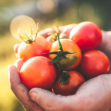 Der Gärtner hält Tomaten, die sehr gesund sind, in der Hand.